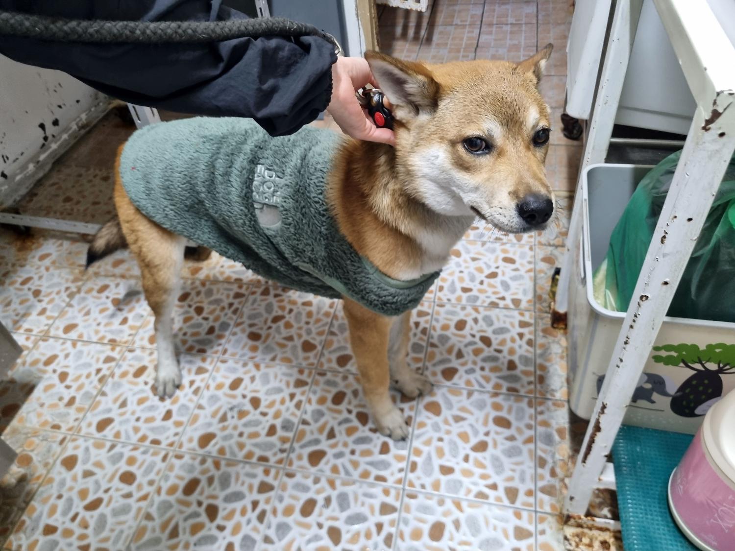 진도견 이미지 파일 입니다.