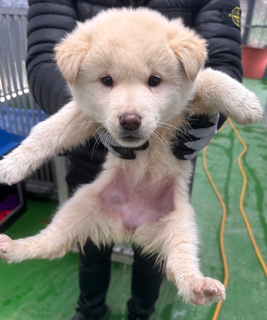 믹스견 이미지 파일 입니다.