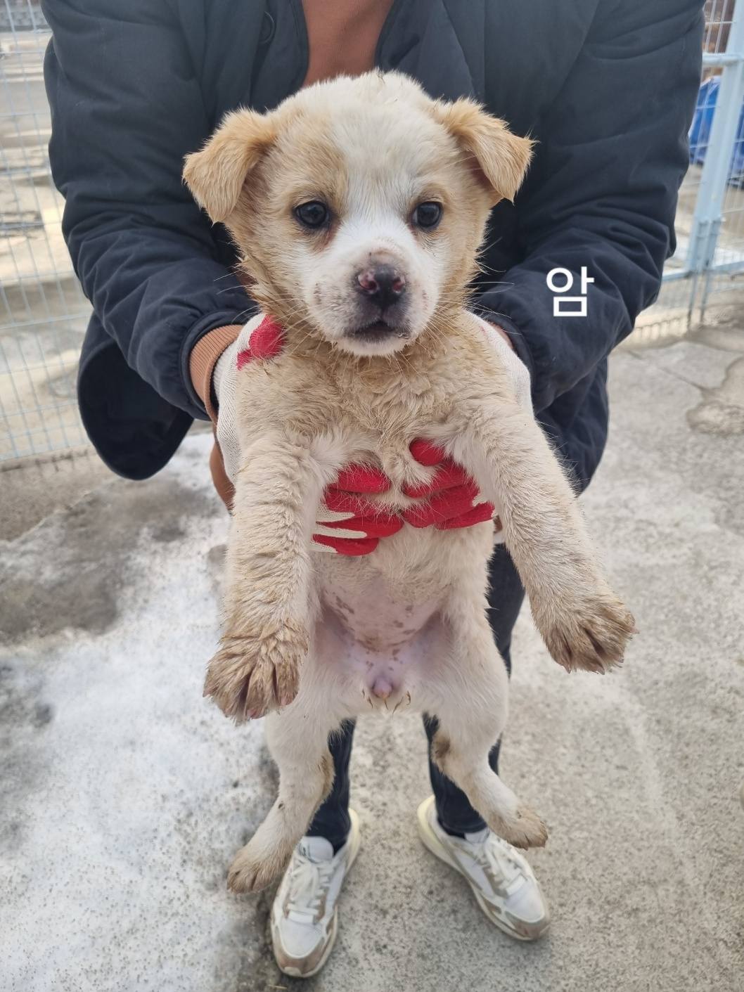 믹스견 이미지 파일 입니다.