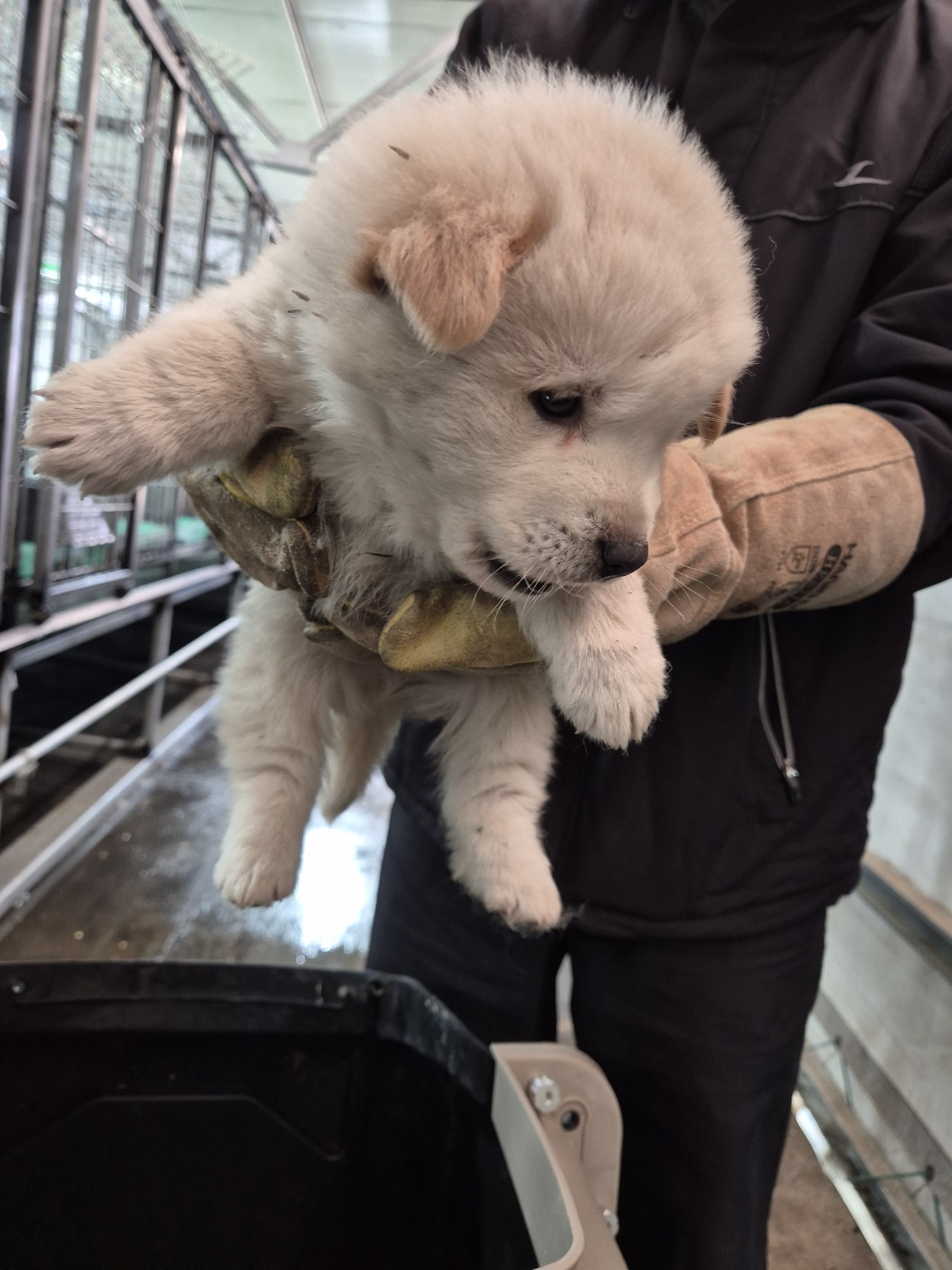 믹스견 이미지 파일 입니다.
