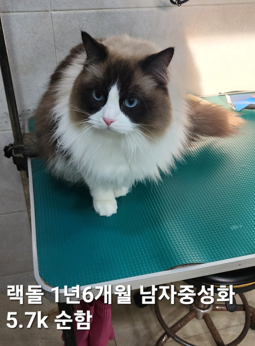 레그돌 이미지 파일 입니다.