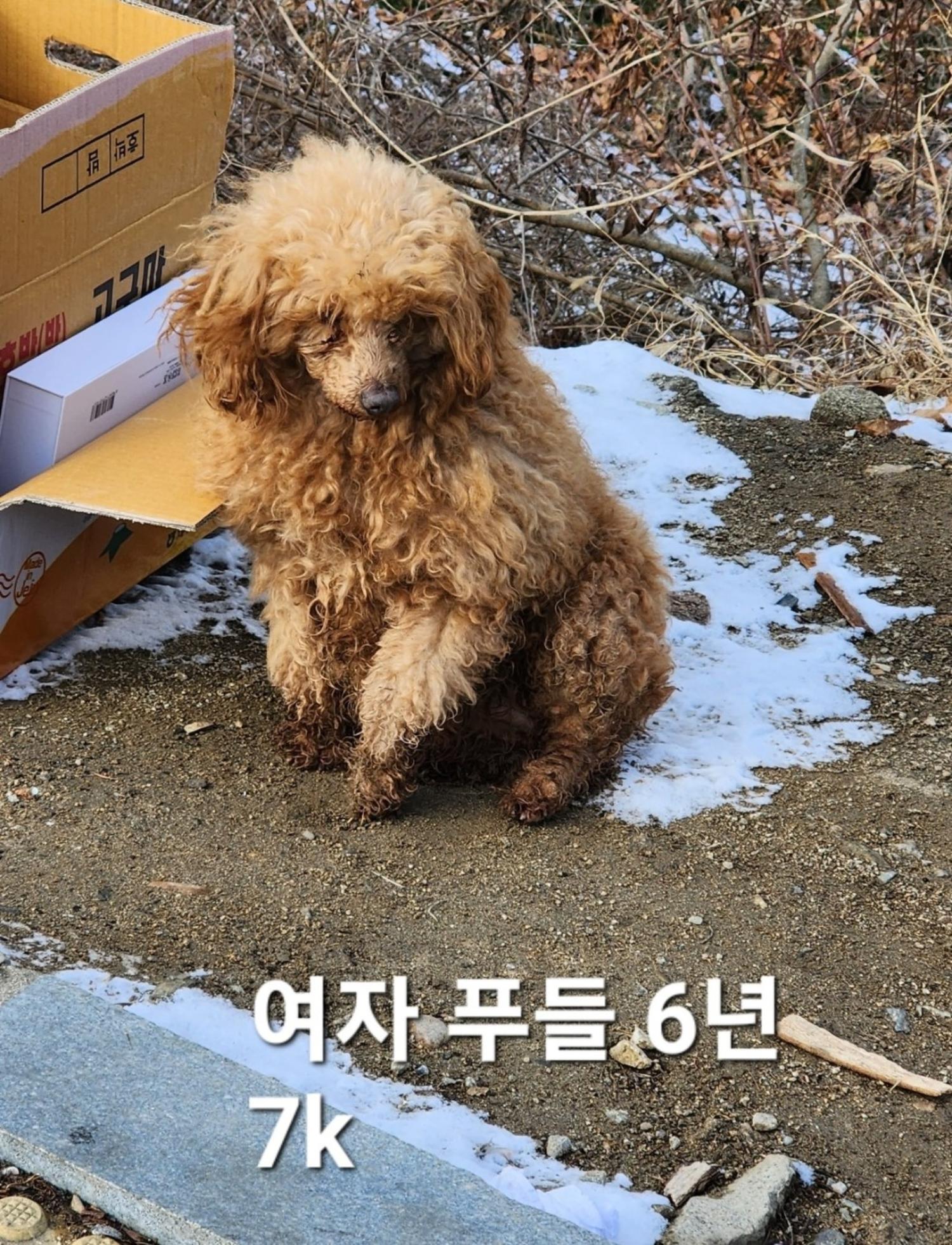 푸들 이미지 파일 입니다.