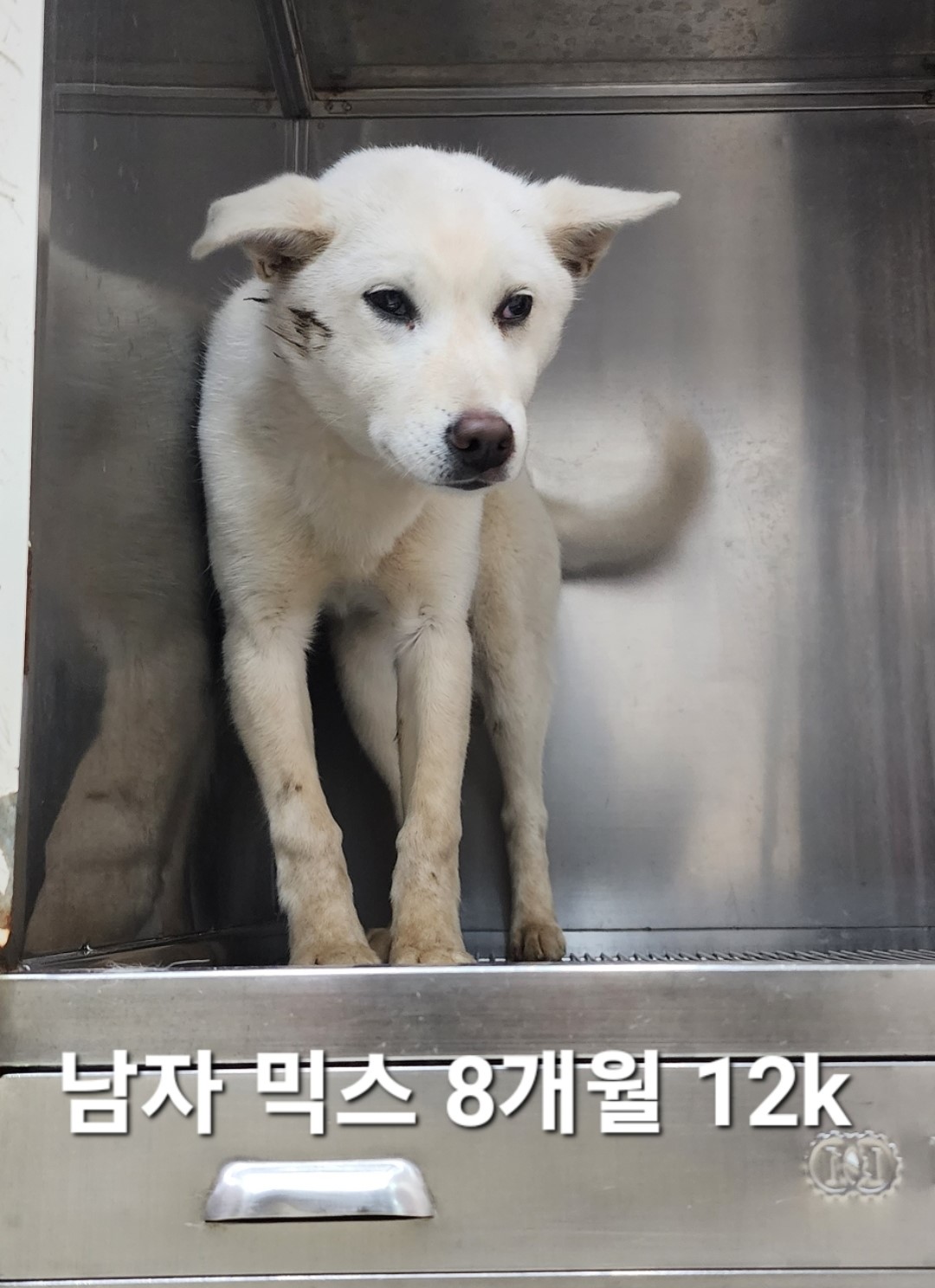 믹스견 이미지 파일 입니다.