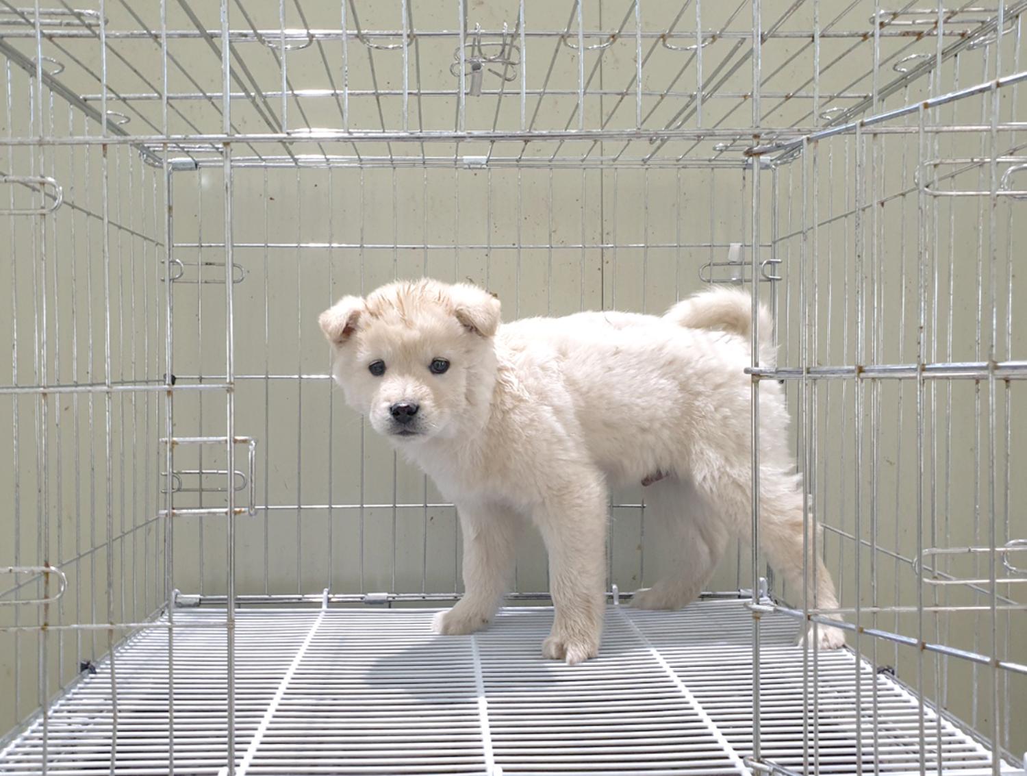 진도견 이미지 파일 입니다.