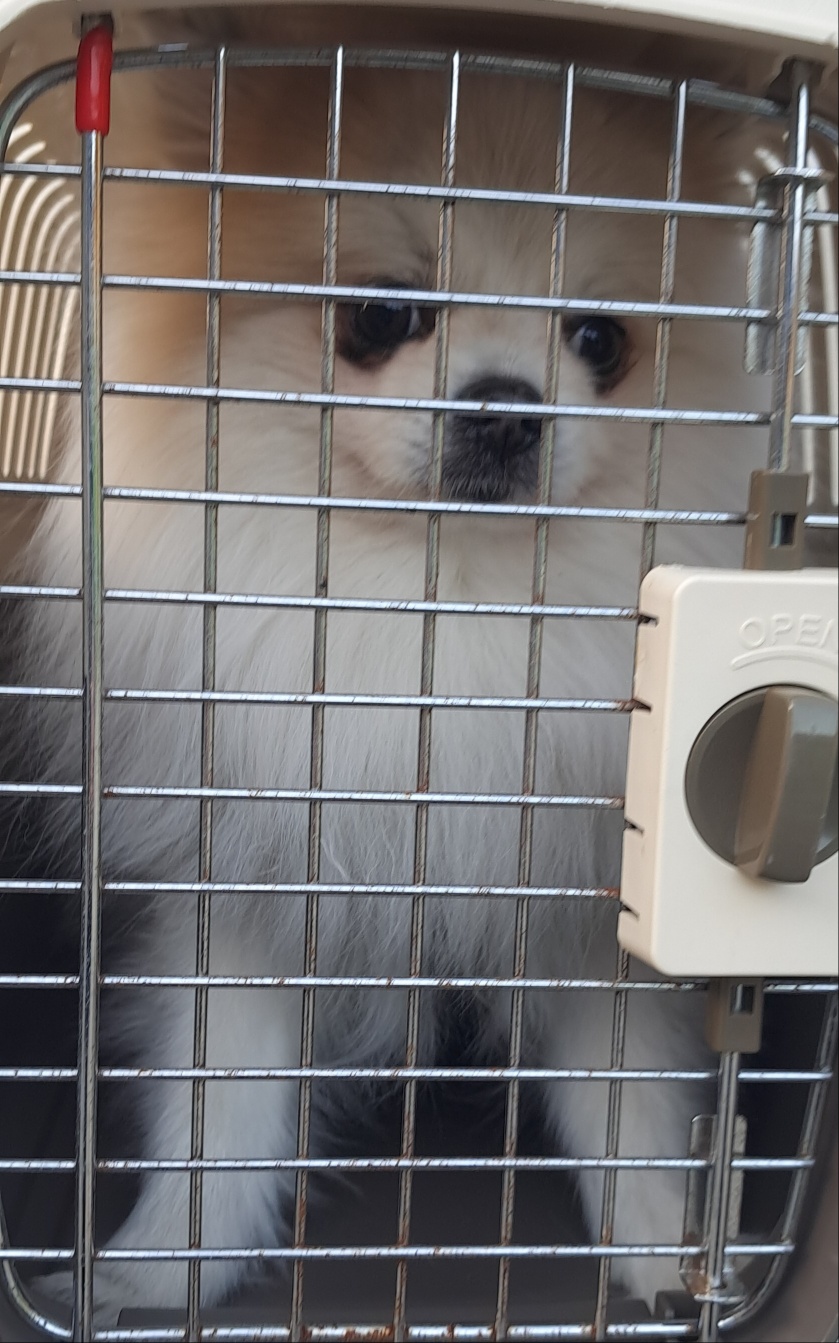 포메라니안 이미지 파일 입니다.