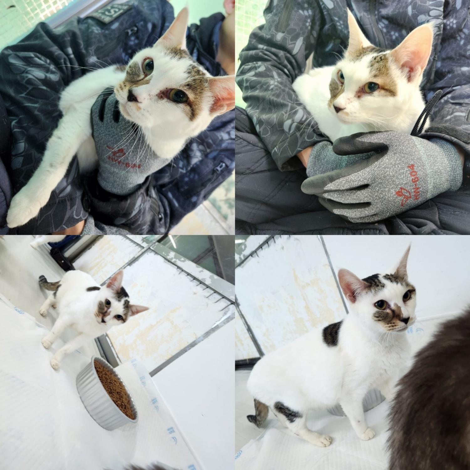 한국 고양이 이미지 파일 입니다.