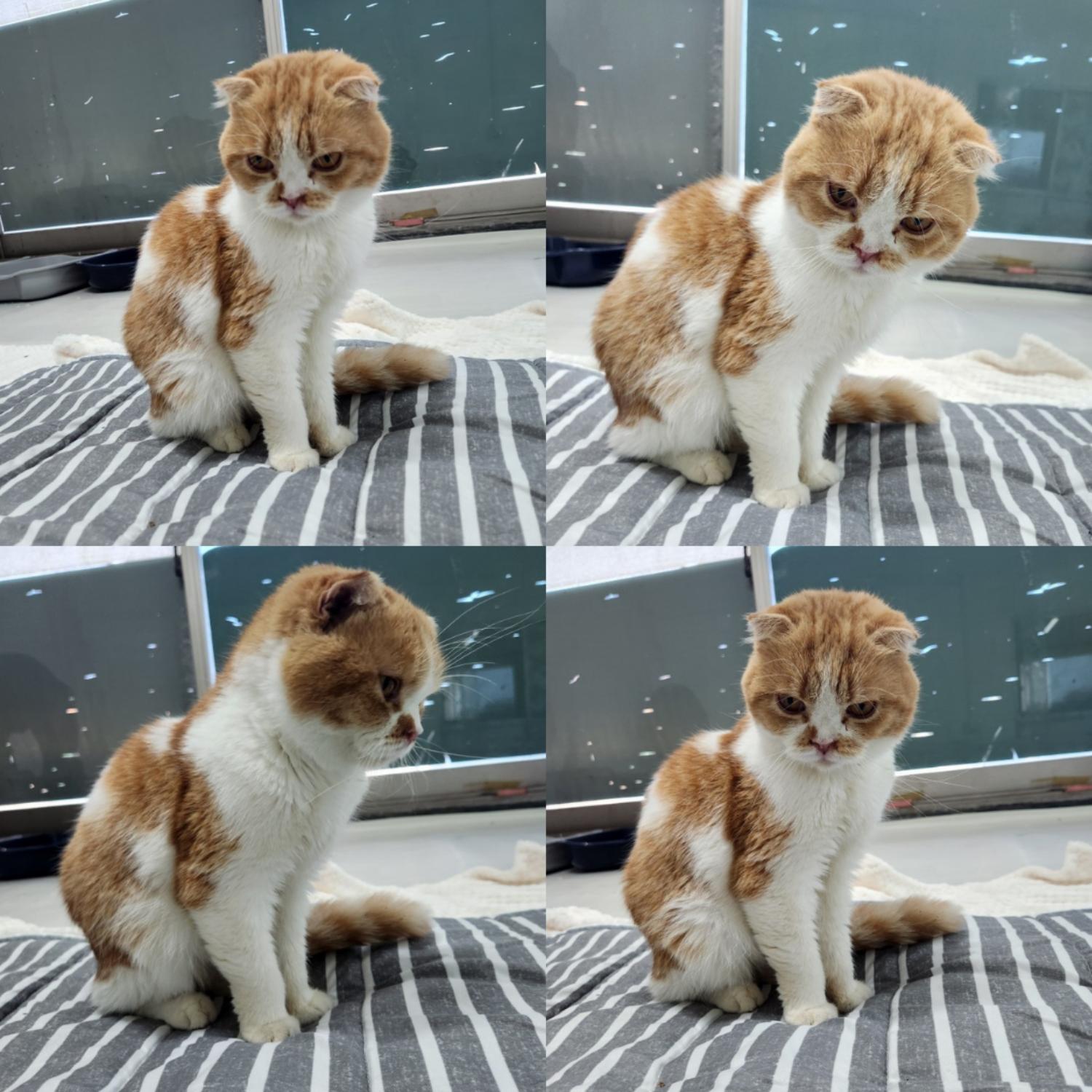 스코티시폴드 이미지 파일 입니다.