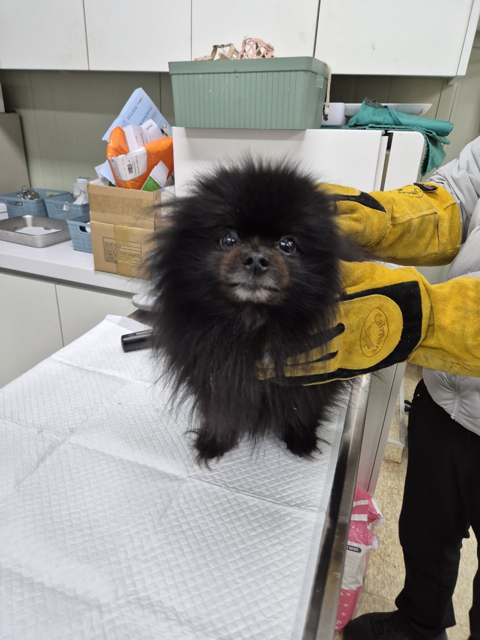 포메라니안 이미지 파일 입니다.
