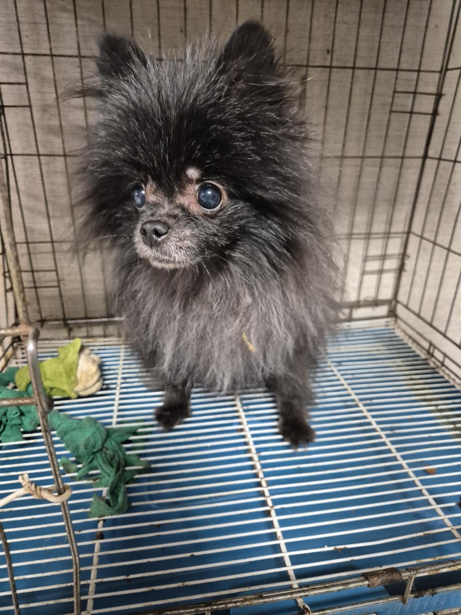 포메라니안 이미지 파일 입니다.