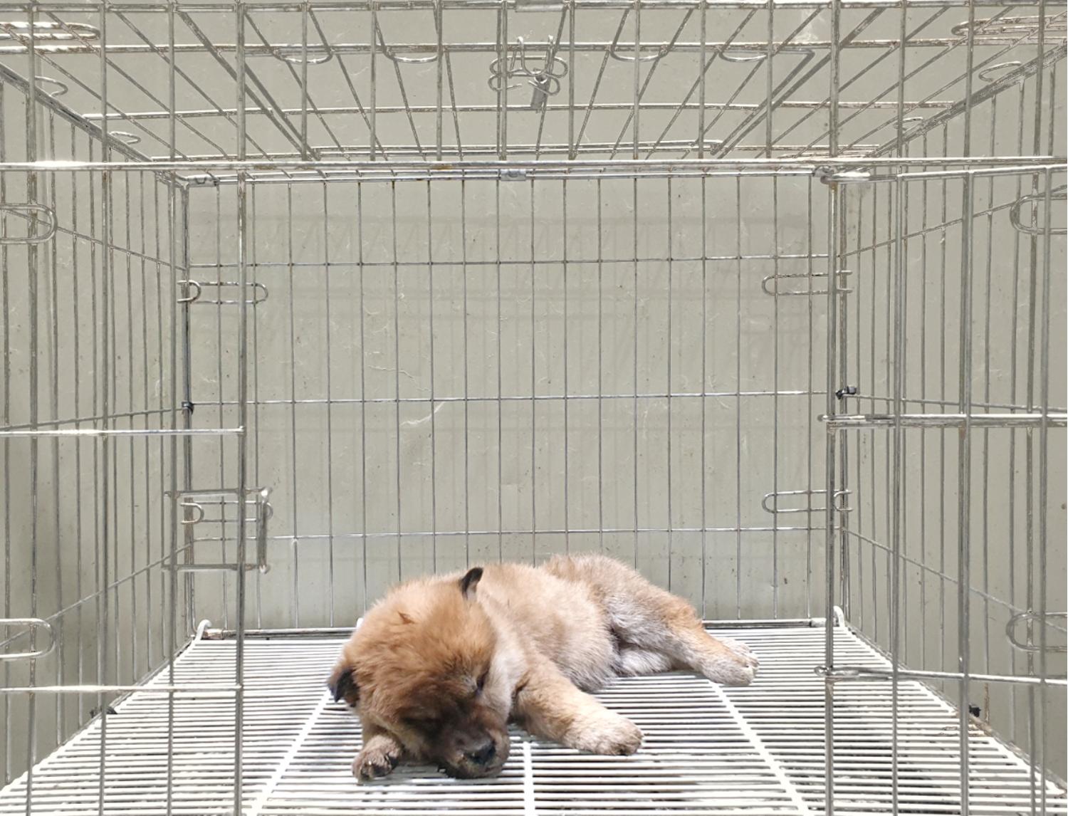믹스견 이미지 파일 입니다.
