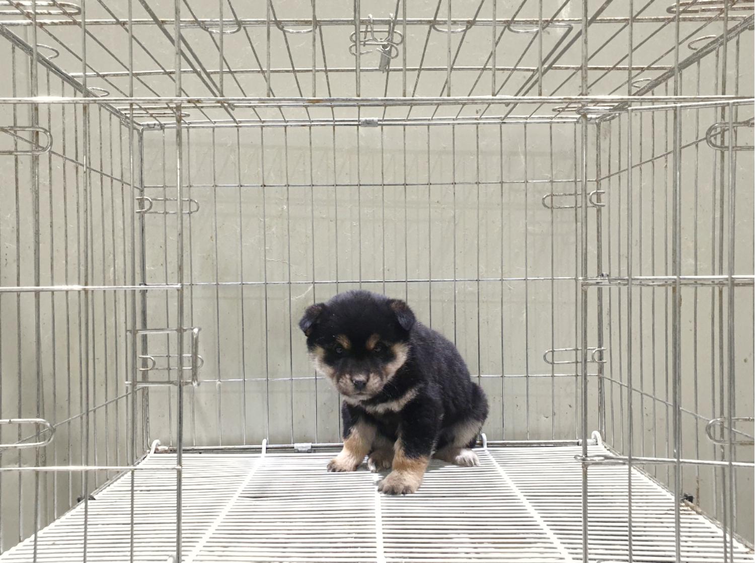 믹스견 이미지 파일 입니다.