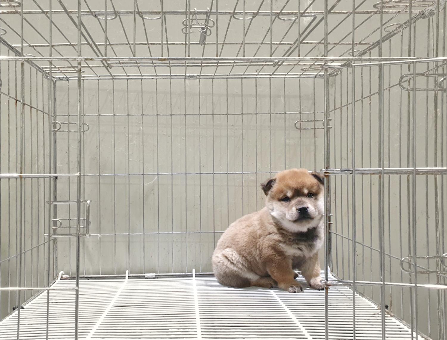 믹스견 이미지 파일 입니다.