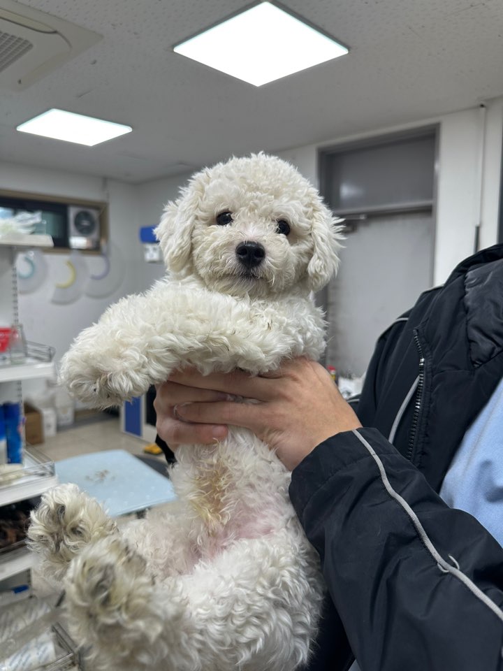 비숑 프리제 이미지 파일 입니다.