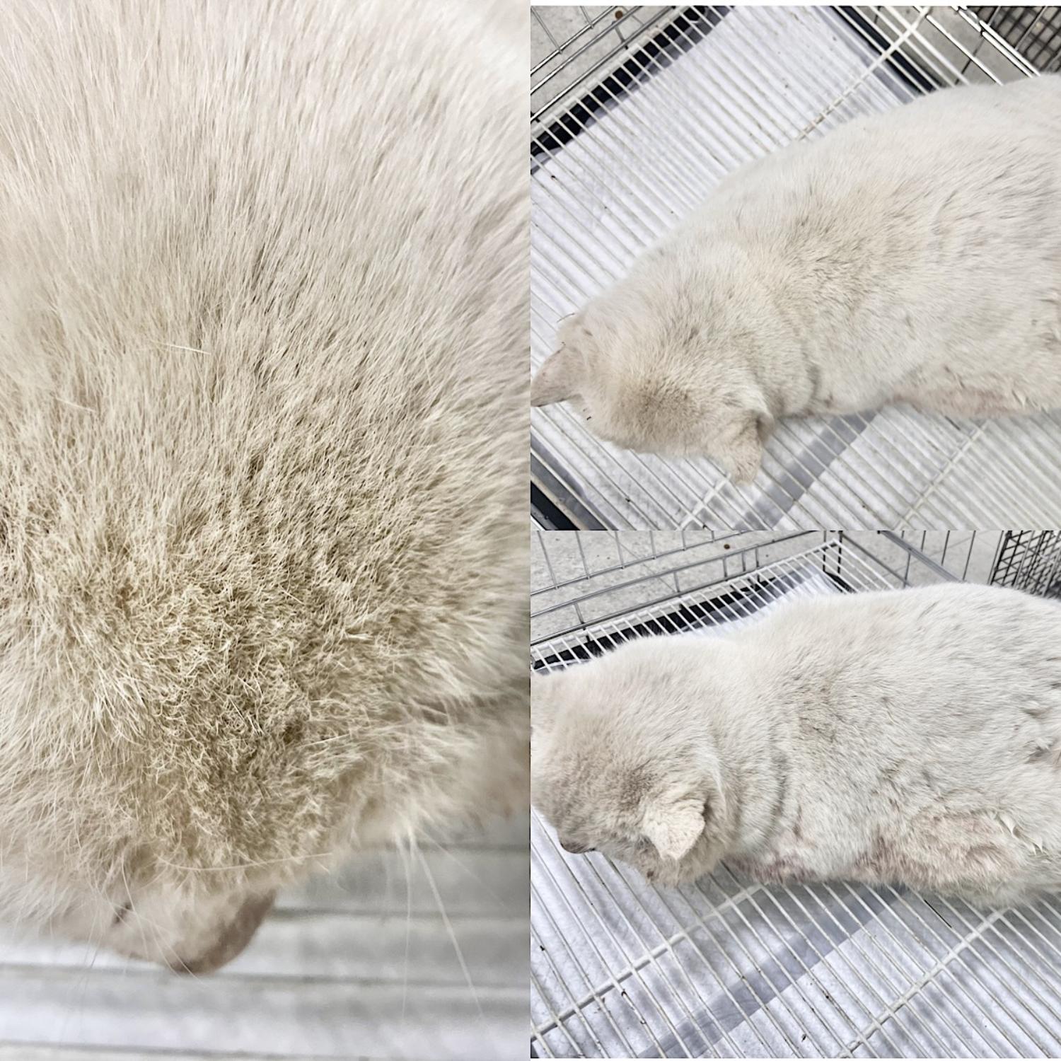 한국 고양이 이미지 파일 입니다.