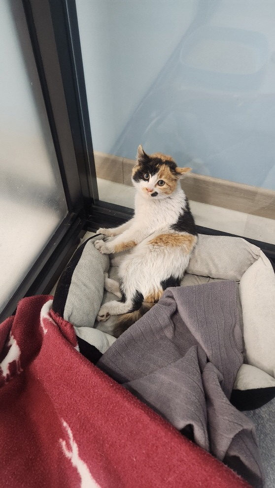 한국 고양이 이미지 파일 입니다.