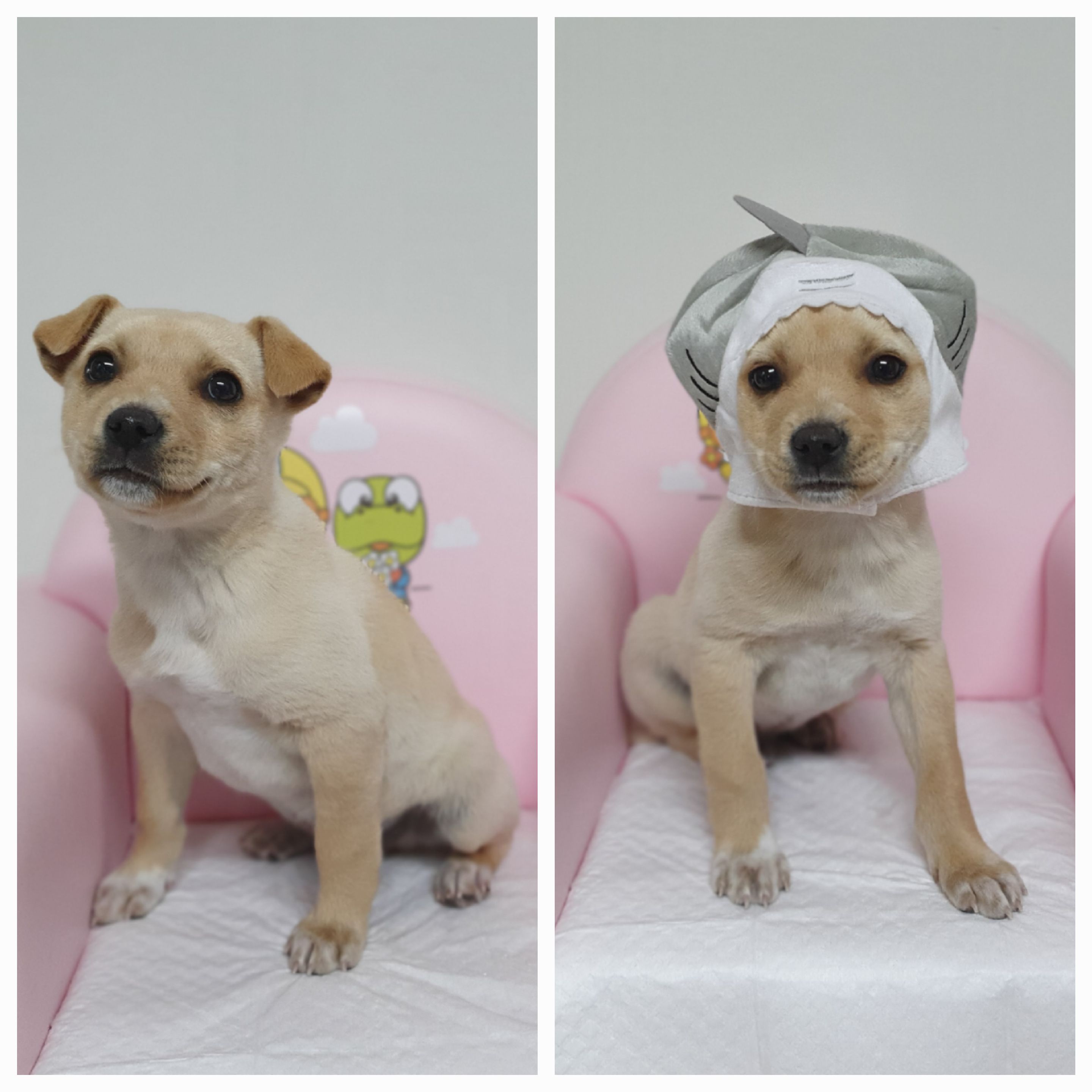 믹스견 이미지 파일 입니다.