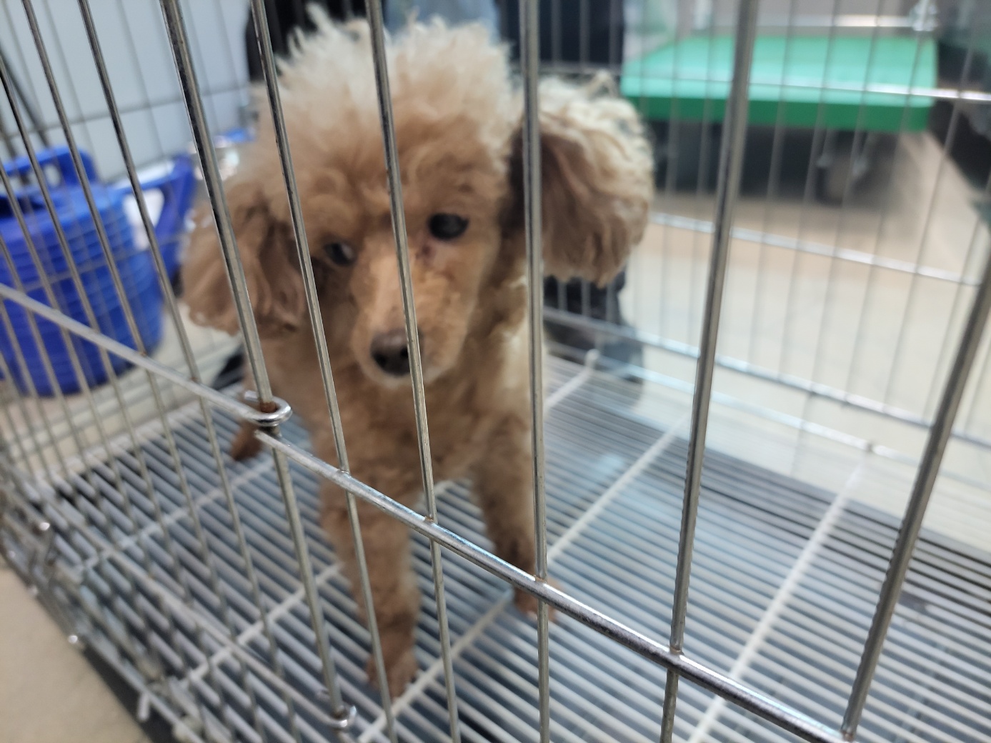 푸들 이미지 파일 입니다.