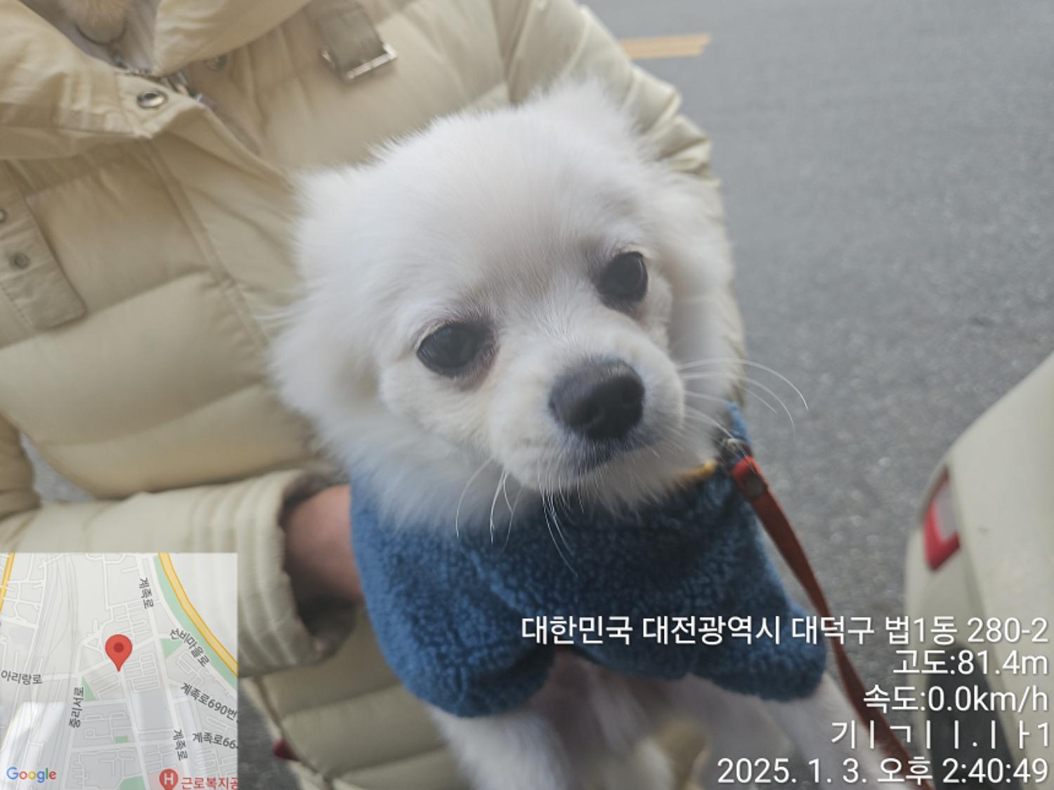 믹스견 이미지 파일 입니다.