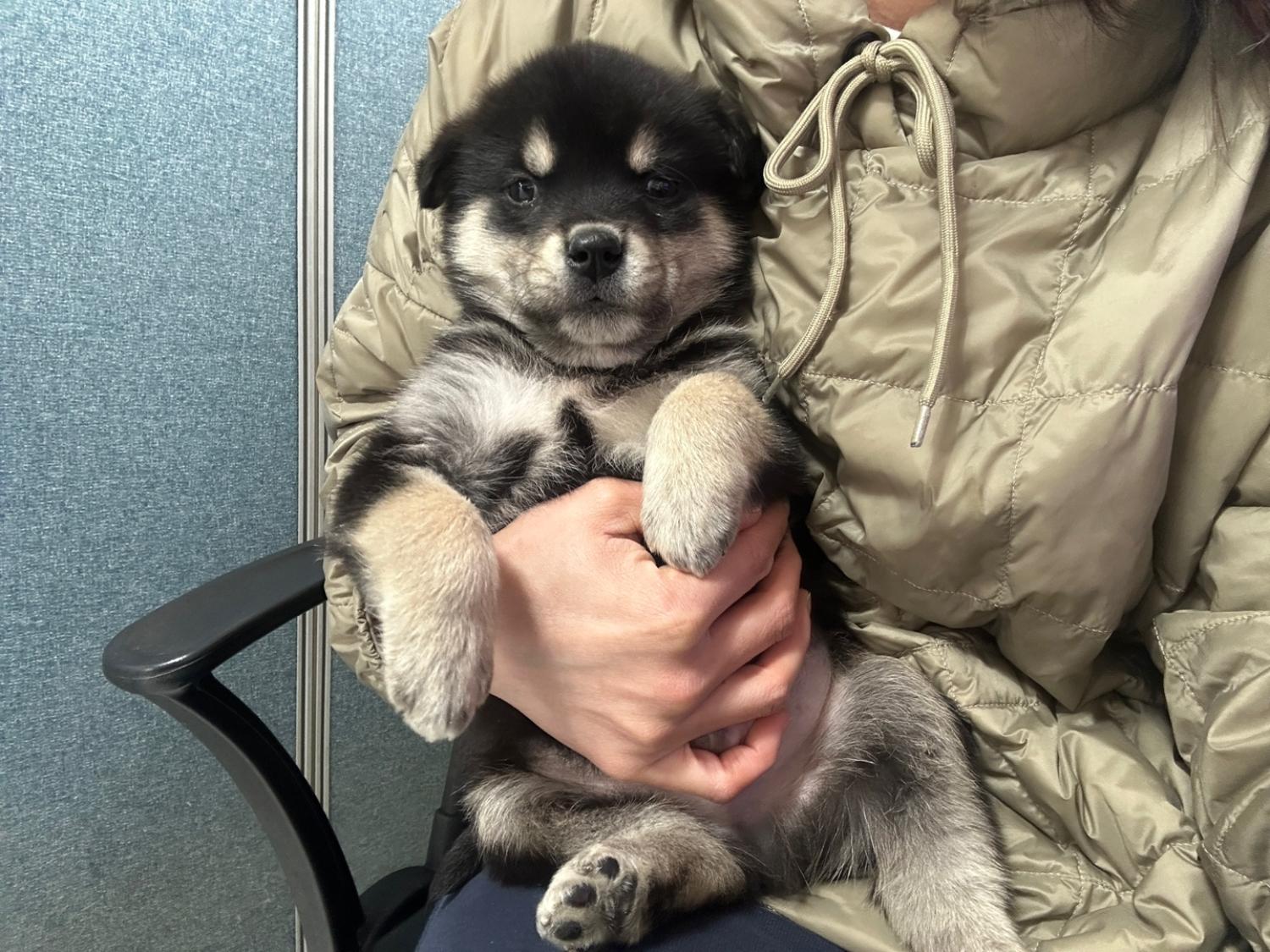 믹스견 이미지 파일 입니다.