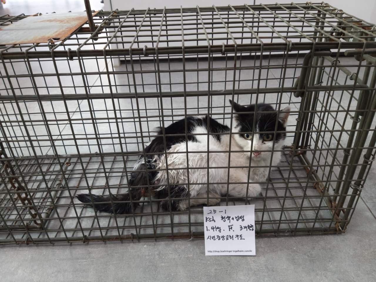 한국 고양이 이미지 파일 입니다.