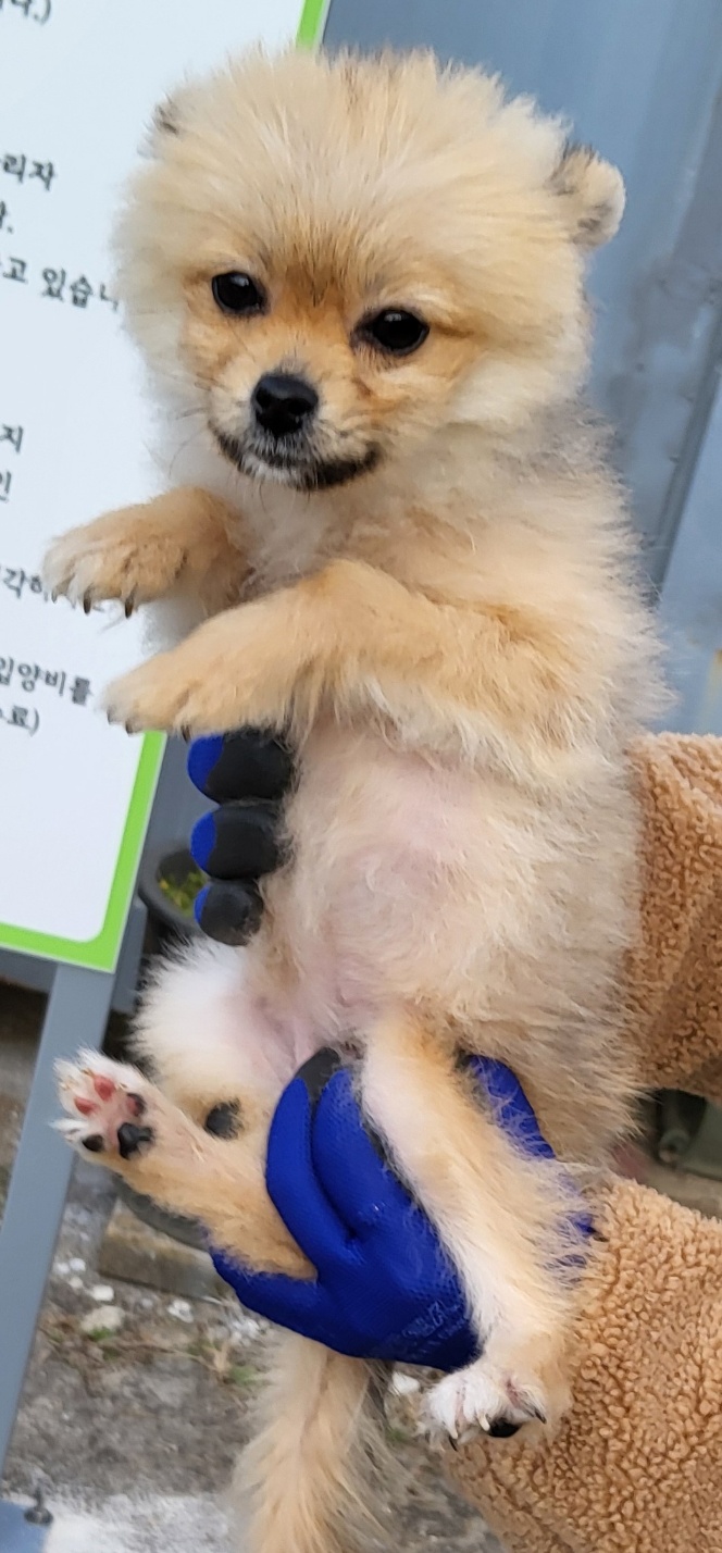 포메라니안 이미지 파일 입니다.