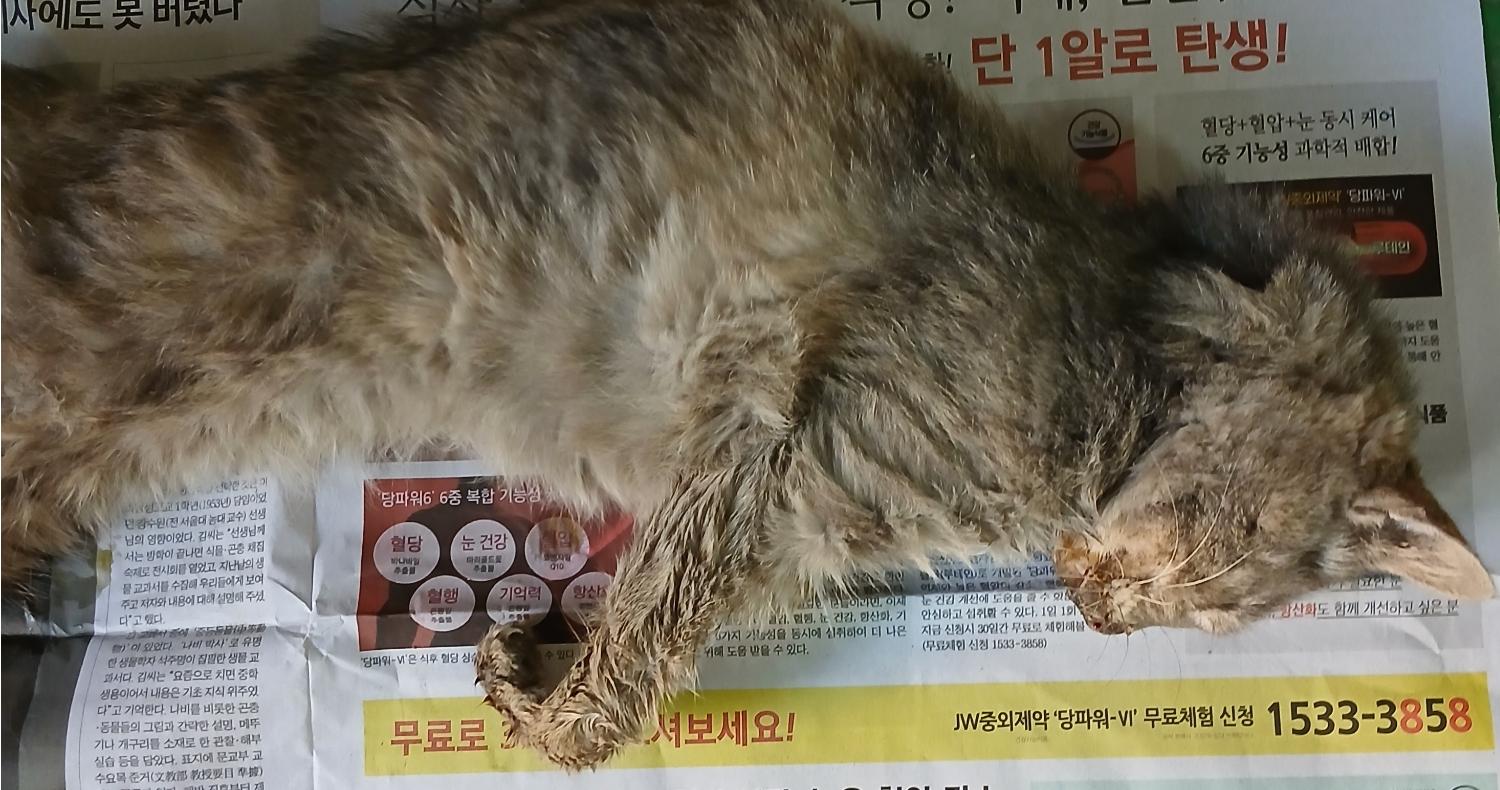 한국 고양이 이미지 파일 입니다.