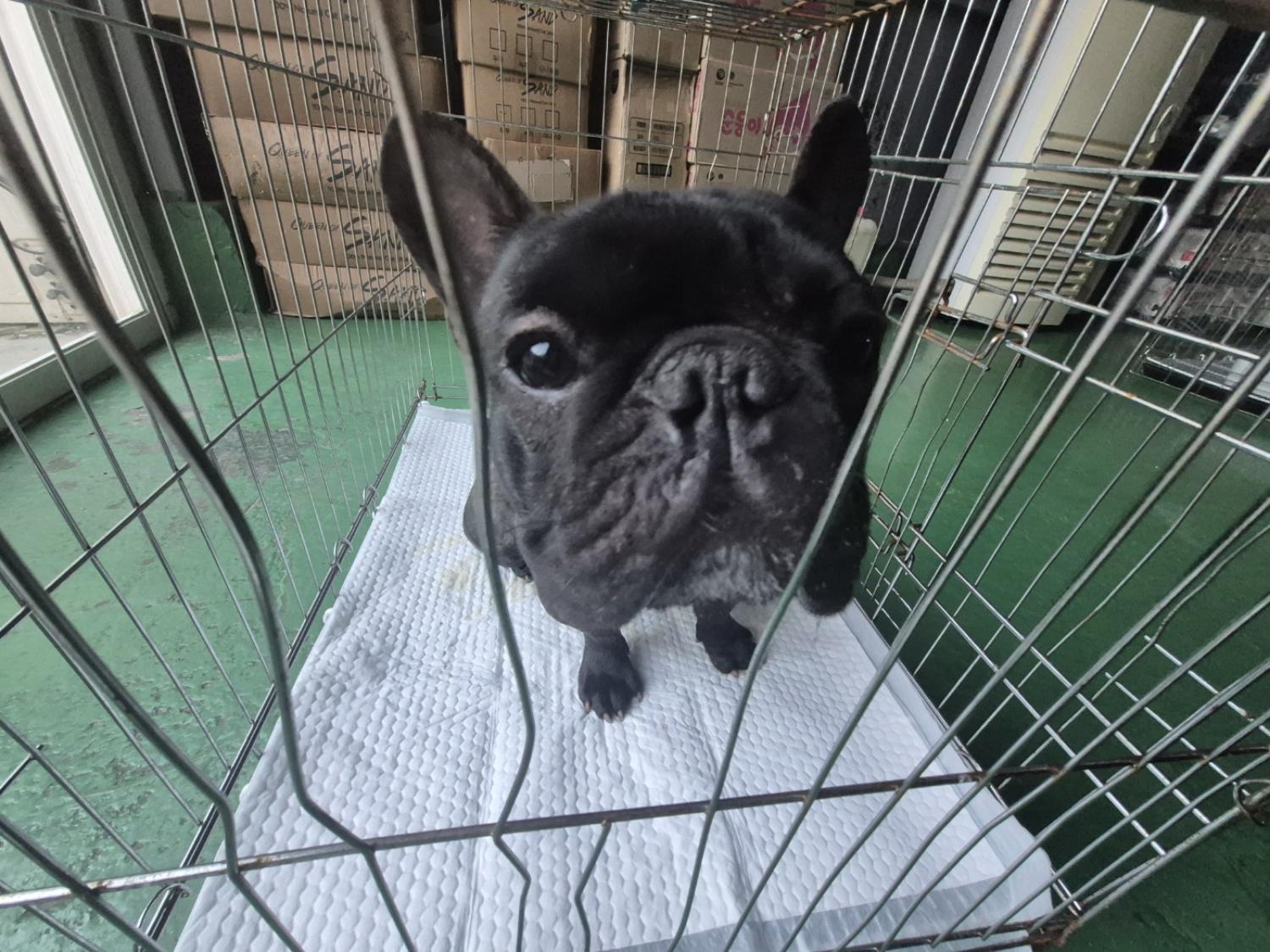 프렌치 불독 이미지 파일 입니다.