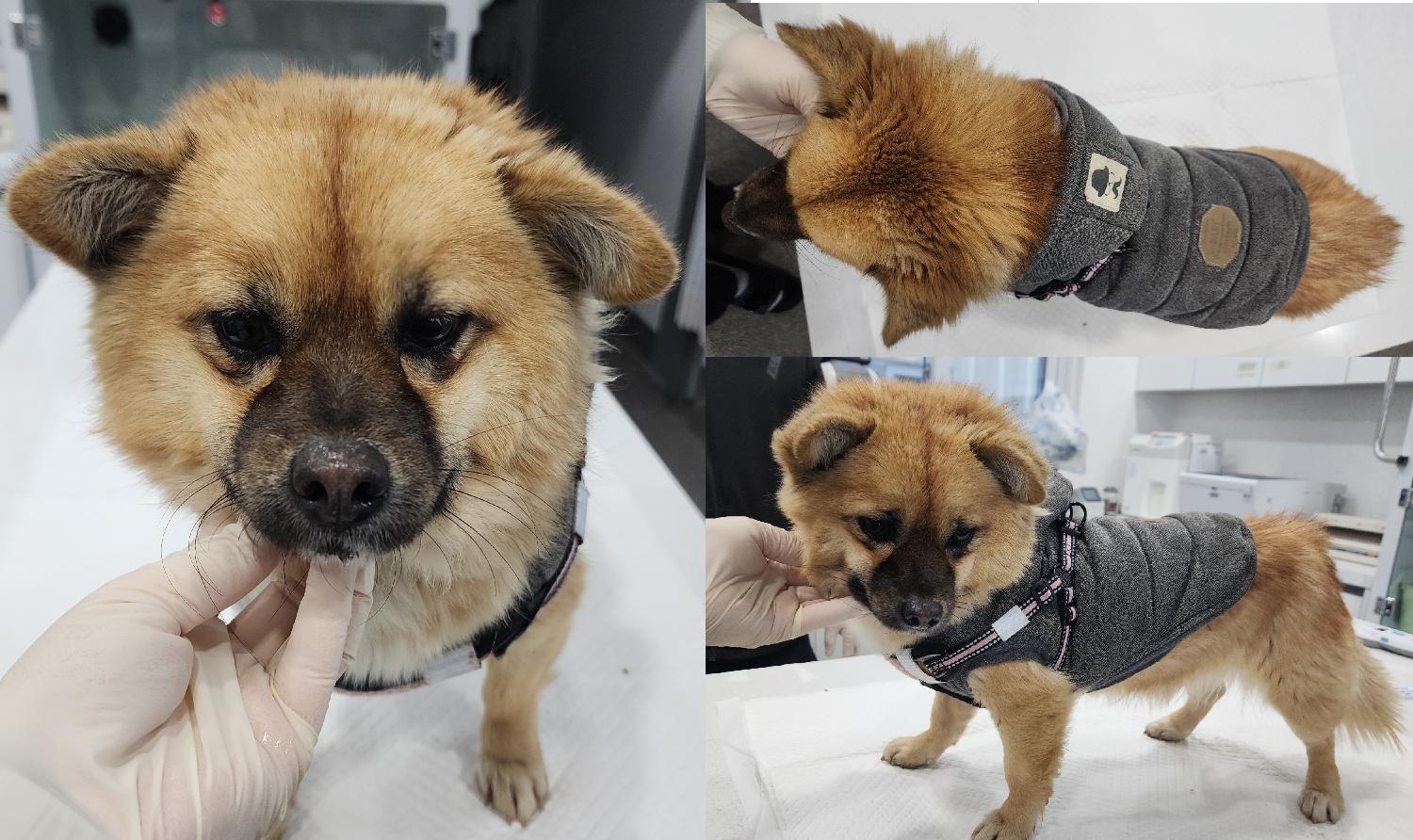 믹스견 이미지 파일 입니다.
