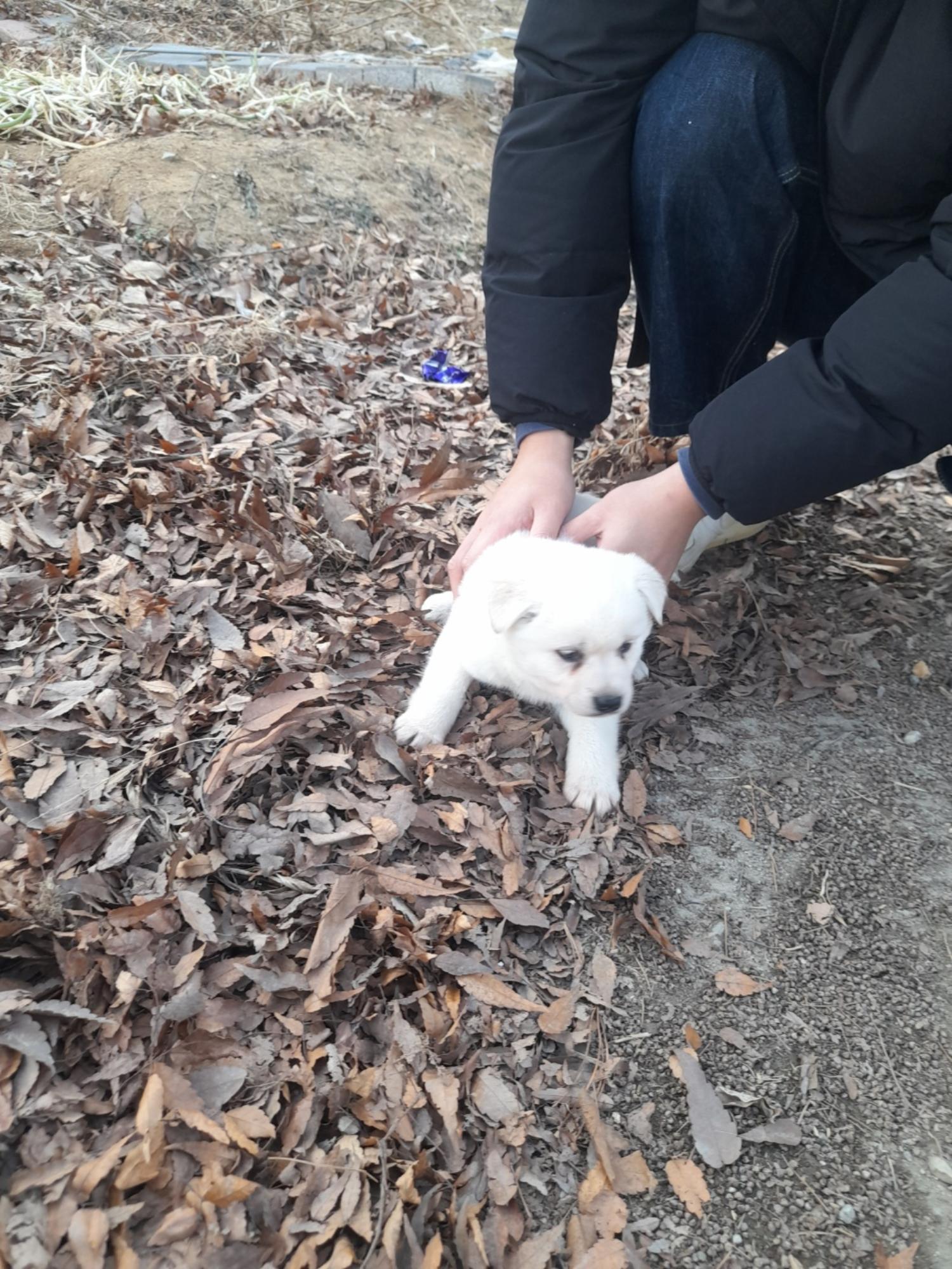 믹스견 이미지 파일 입니다.