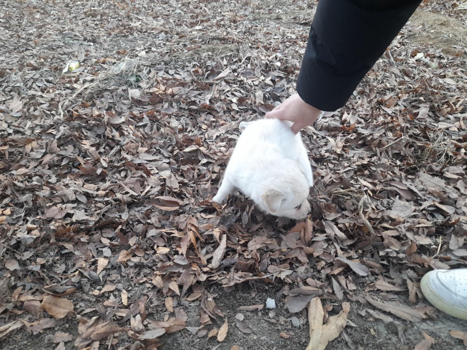 믹스견 이미지 파일 입니다.