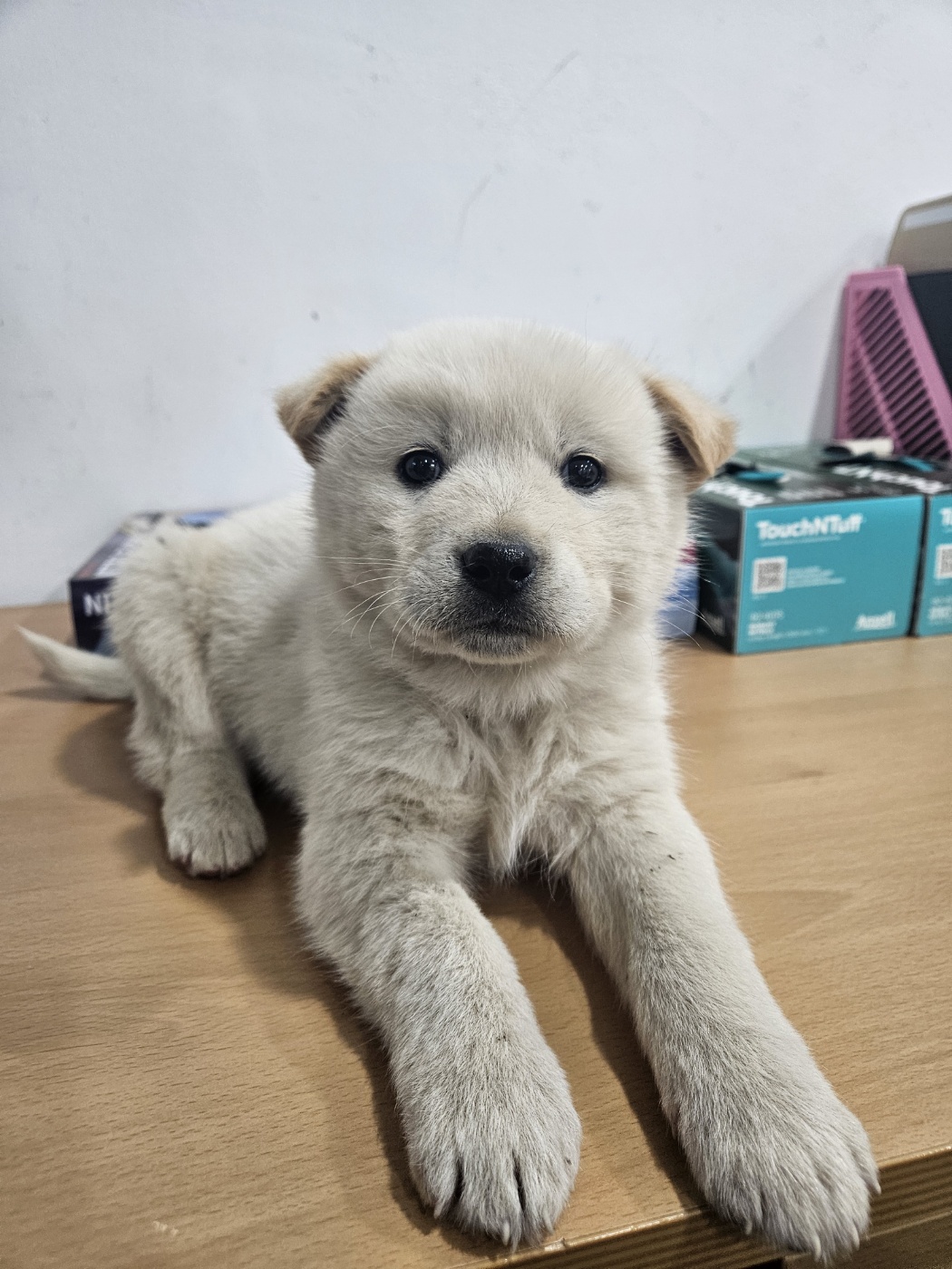 진도견 이미지 파일 입니다.