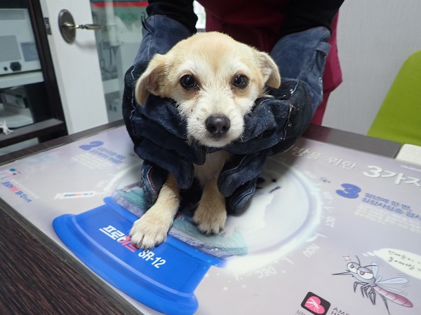 믹스견 이미지 파일 입니다.