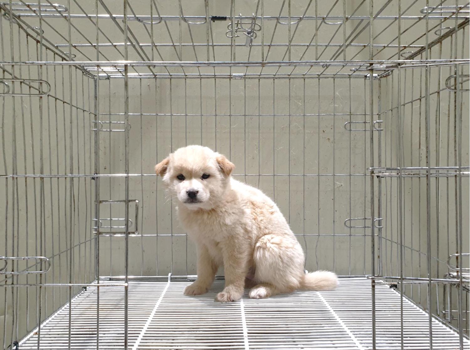 믹스견 이미지 파일 입니다.