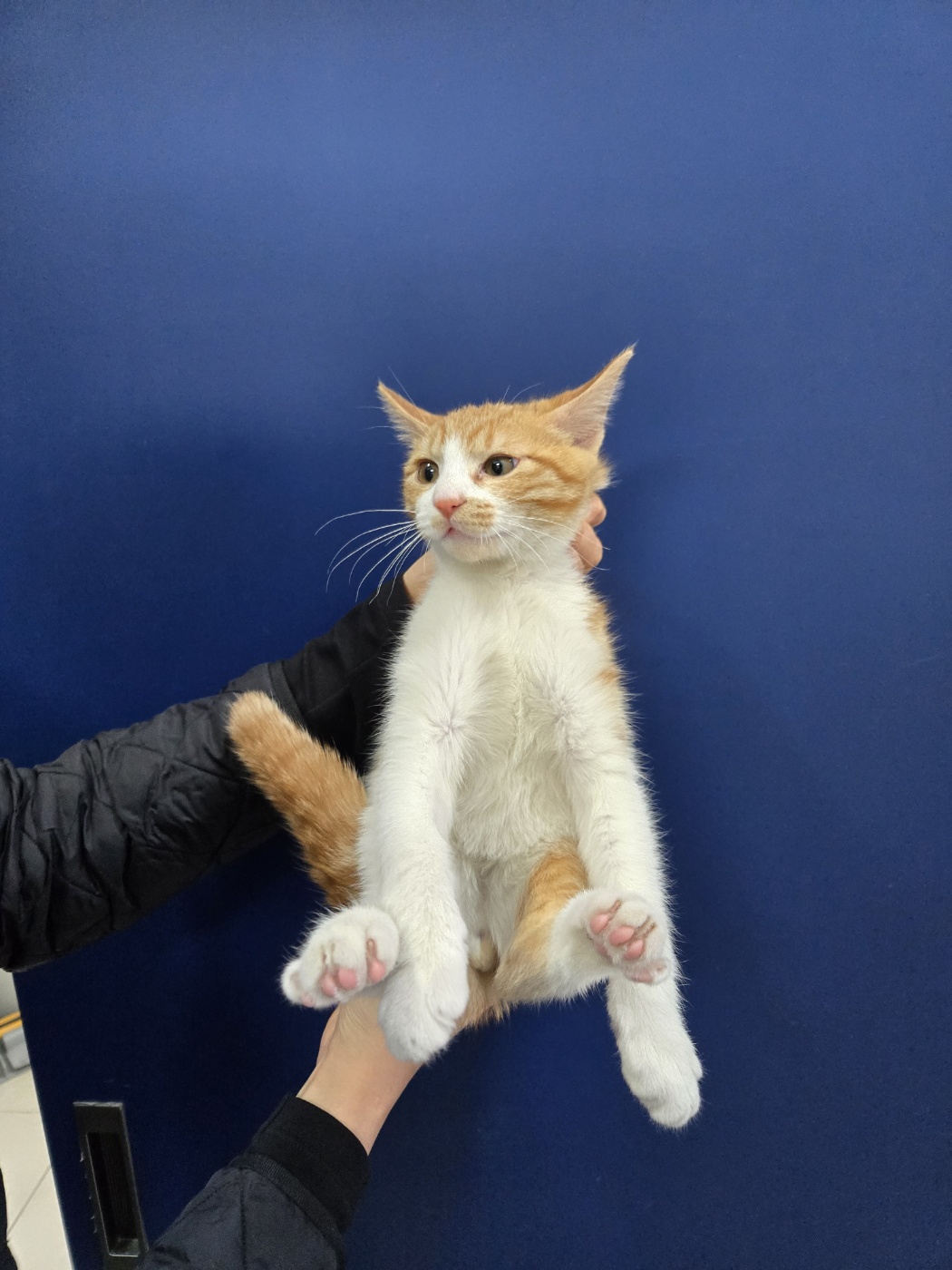 한국 고양이 이미지 파일 입니다.