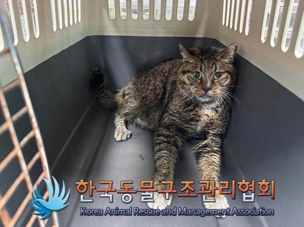 한국 고양이 이미지 파일 입니다.