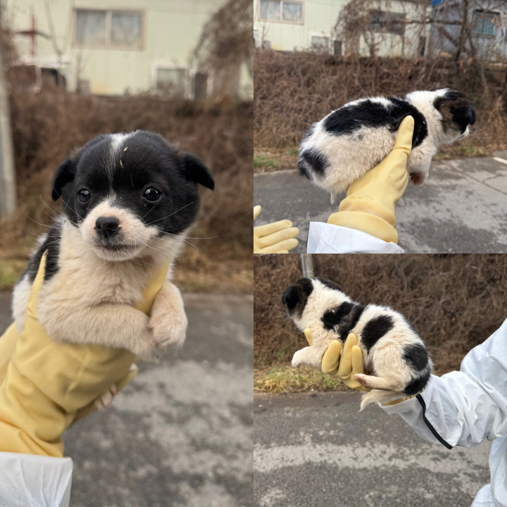 믹스견 이미지 파일 입니다.