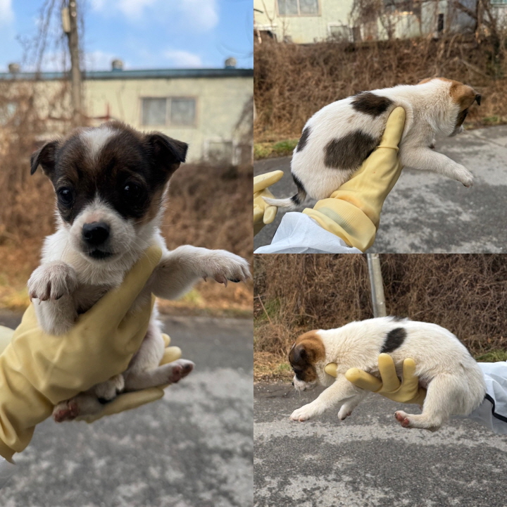 믹스견 이미지 파일 입니다.