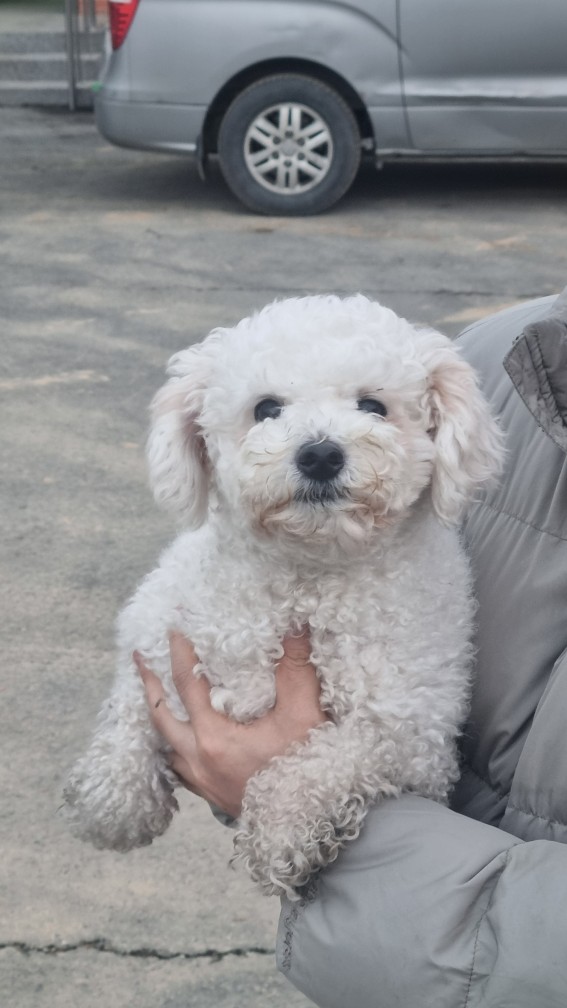 비숑 프리제 이미지 파일 입니다.
