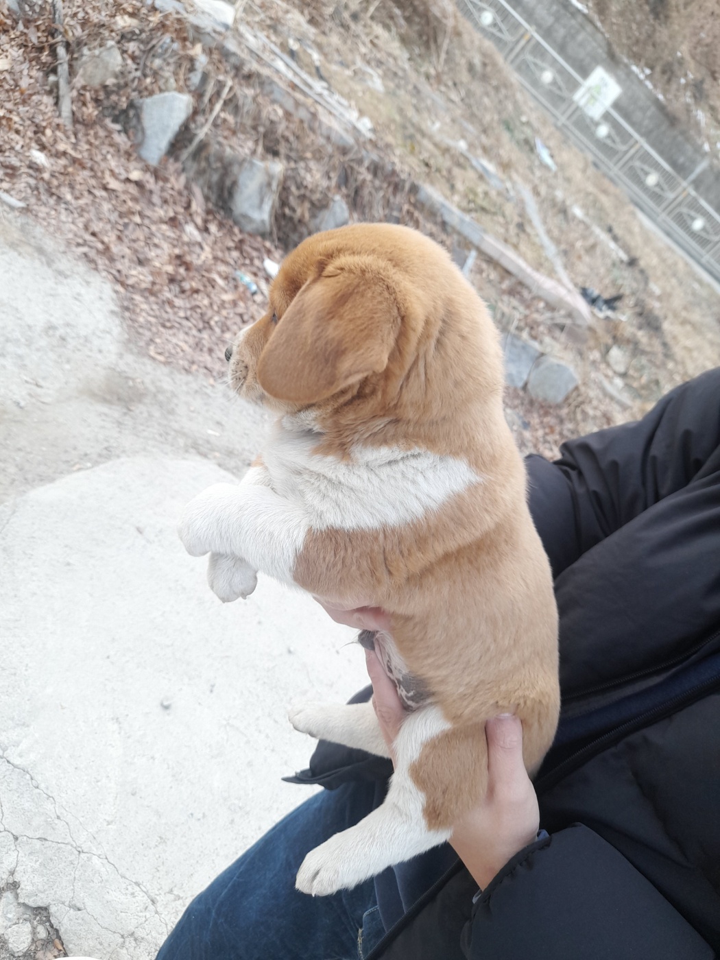 믹스견 이미지 파일 입니다.