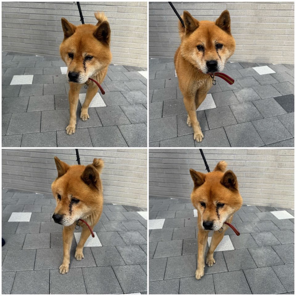 믹스견 이미지 파일 입니다.