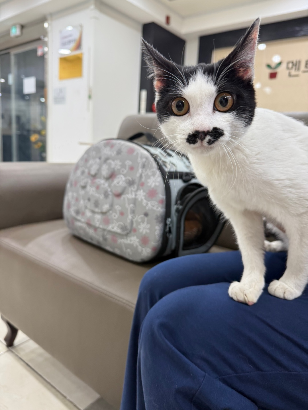 한국 고양이 이미지 파일 입니다.