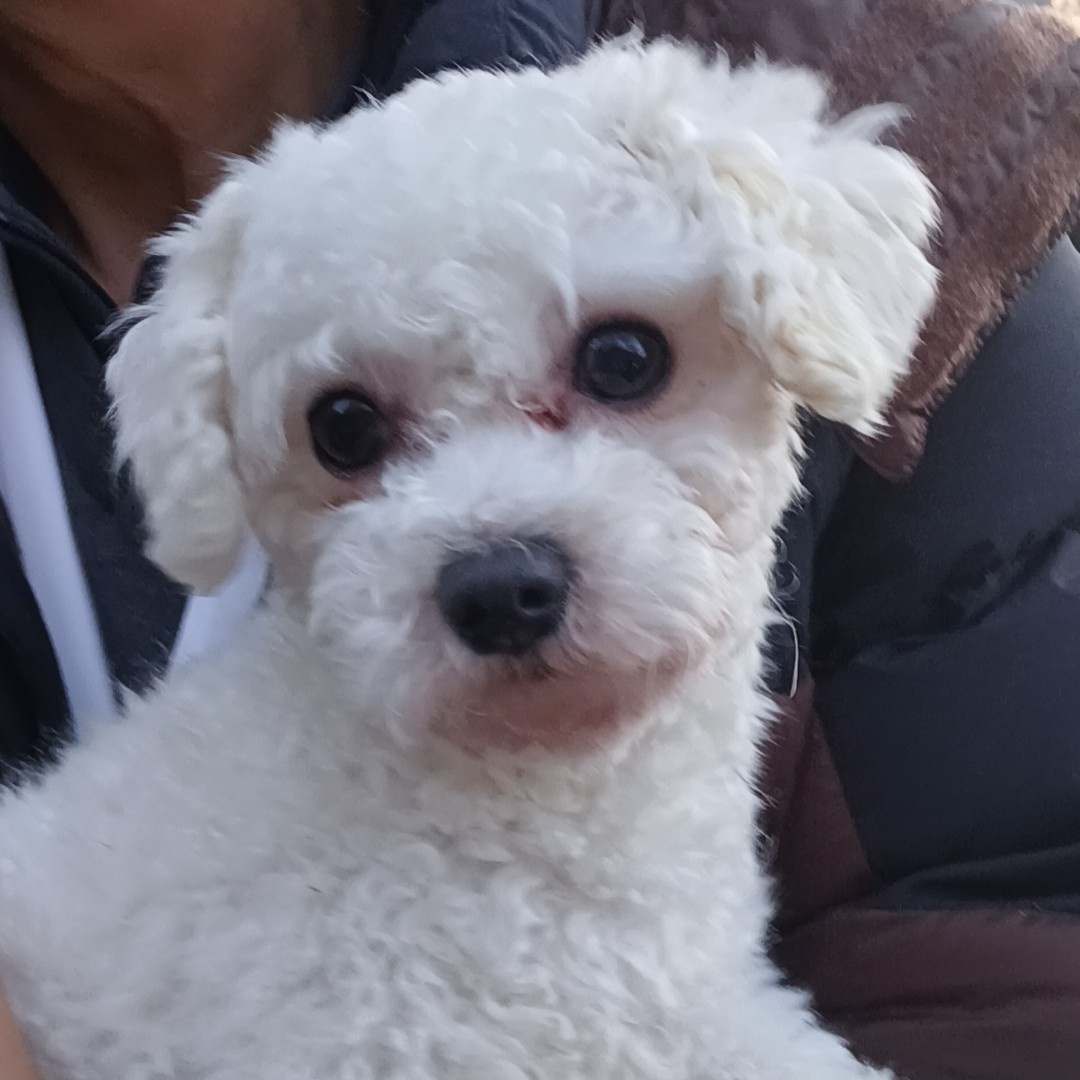 푸들 이미지 파일 입니다.