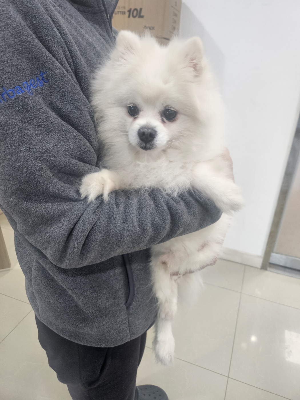 포메라니안 이미지 파일 입니다.