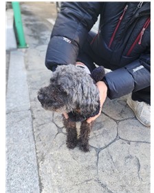 푸들 이미지 파일 입니다.