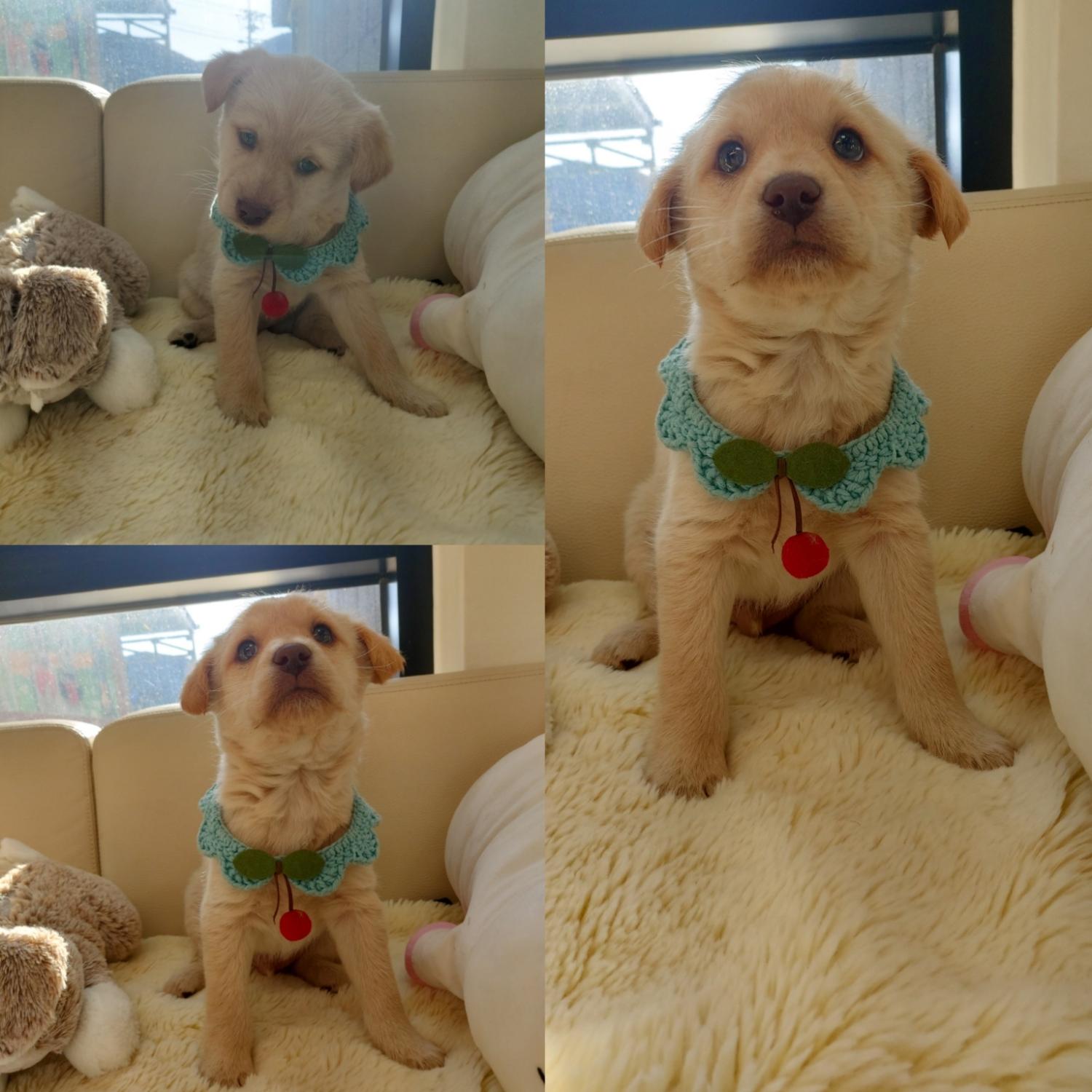 믹스견 이미지 파일 입니다.