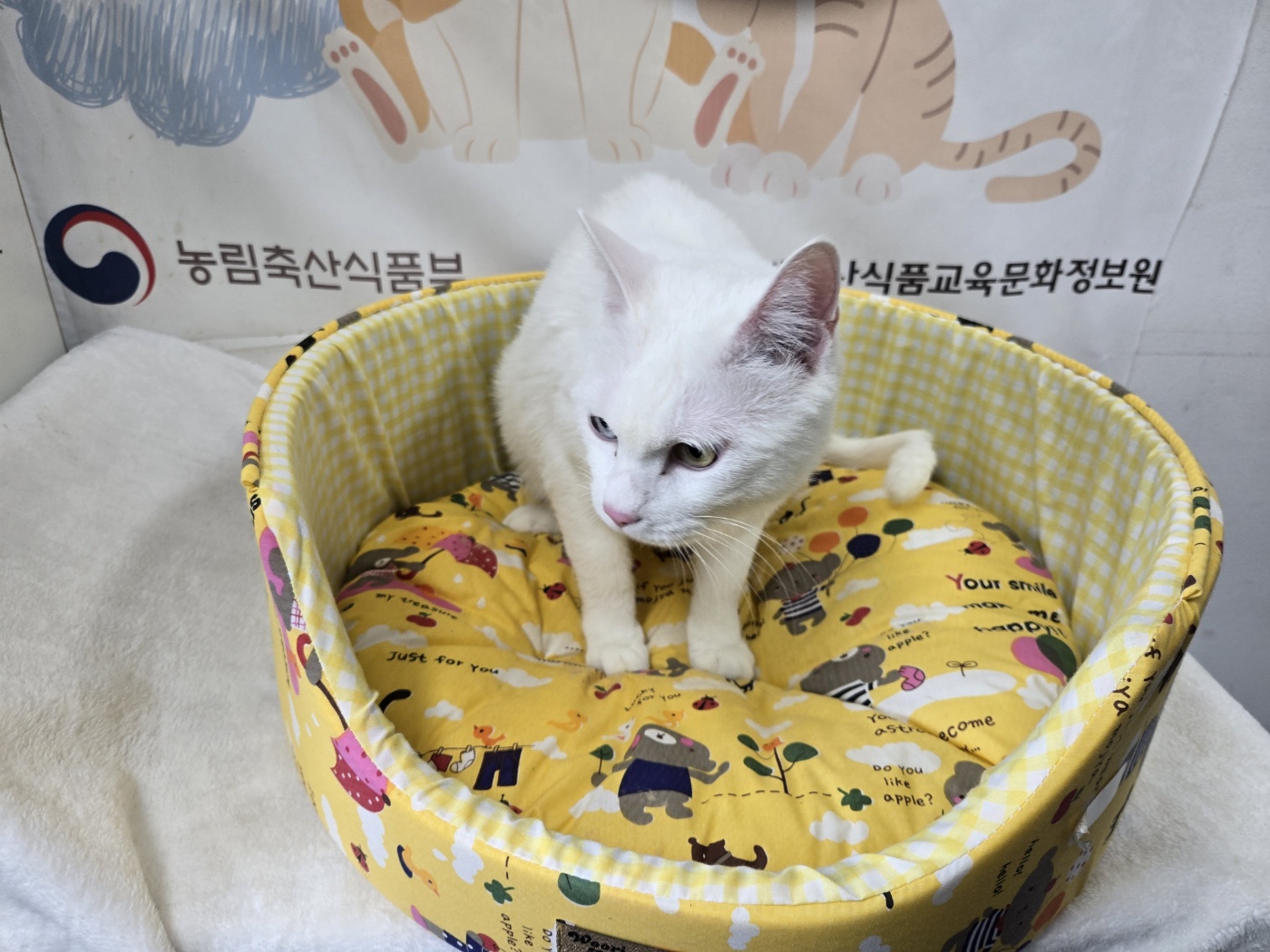한국 고양이 이미지 파일 입니다.