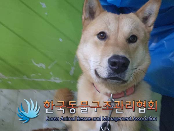 믹스견 이미지 파일 입니다.