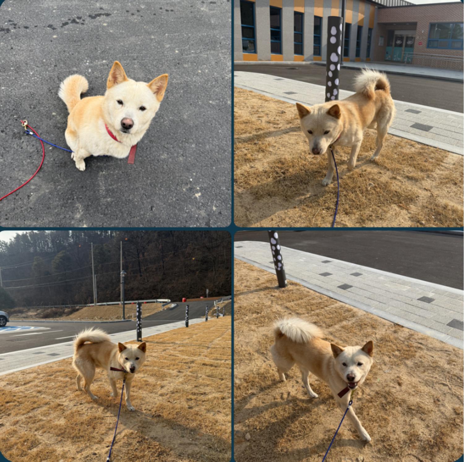 진도견 이미지 파일 입니다.