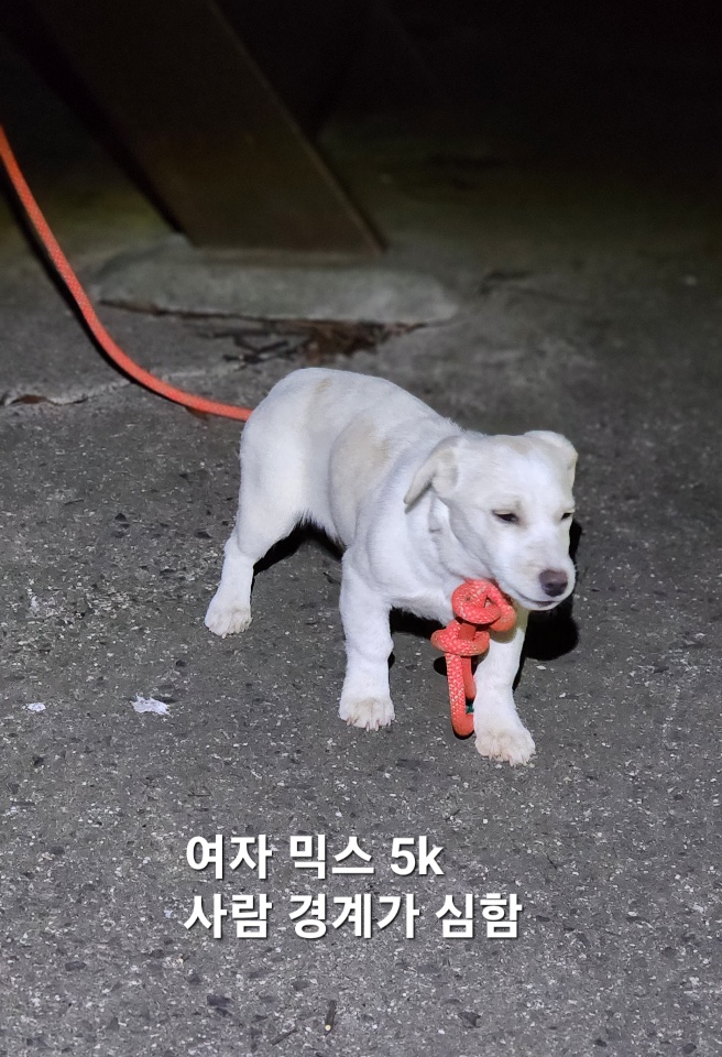 믹스견 이미지 파일 입니다.