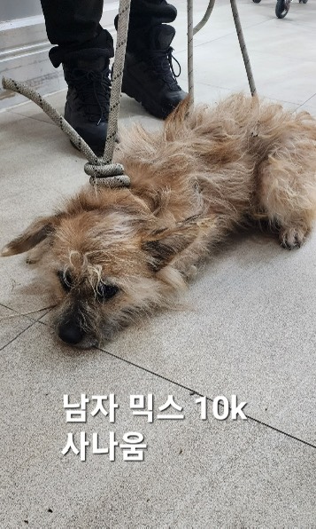 믹스견 이미지 파일 입니다.